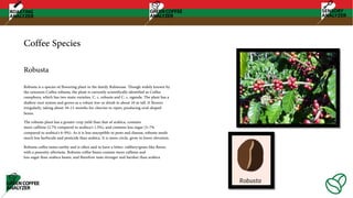 Coffee Species
Robusta is a species of flowering plant in the family Rubiaceae. Though widely known by
the synonym Coffea robusta, the plant is currently scientifically identified as Coffea
canephora, which has two main varieties, C. c. robusta and C. c. nganda. The plant has a
shallow root system and grows as a robust tree or shrub to about 10 m tall. It flowers
irregularly, taking about 10–11 months for cherries to ripen, producing oval-shaped
beans.
The robusta plant has a greater crop yield than that of arabica, contains
more caffeine (2.7% compared to arabica's 1.5%), and contains less sugar (3–7%
compared to arabica's 6–9%). As it is less susceptible to pests and disease, robusta needs
much less herbicide and pesticide than arabica. It is more circle, grow in lower elevation.
Robusta coffee tastes earthy and is often said to have a bitter, rubbery/grain-like flavor,
with a peanutty aftertaste. Robusta coffee beans contain more caffeine and
less sugar than arabica beans, and therefore taste stronger and harsher than arabica
Robusta
 