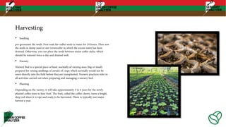 Harvesting
• Seedling
pre-germinate the seeds. First soak the coffee seeds in water for 24 hours. Then sow
the seeds in damp sand or wet vermiculite in which the excess water has been
drained. Otherwise, you can place the seeds between moist coffee sacks, which
should be watered twice a day and drained well.
• Nursery
Nursery Bed is a special piece of land, normally of varying sizes (big or small)
prepared for raising seedlings of certain of crops which normally would not be
sown directly into the field before they are transplanted. Nursery practices refer to
all activities carried out when preparing and managing a nursery bed.
• Planting
Depending on the variety, it will take approximately 3 to 4 years for the newly
planted coffee trees to bear fruit. The fruit, called the coffee cherry, turns a bright,
deep red when it is ripe and ready to be harvested. There is typically one major
harvest a year.
 