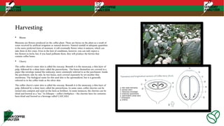 Harvesting
• Bloom
Blossoms are flowers produced on the coffee plant. These are borne on the plant as a result of
water received by artificial irrigation or natural showers. Natural rainfall in adequate quantities
is the more preferred form of moisture. it will eventually flower when it matures, which can
take three to five years. Even in the best of conditions, however, you can only expect a
few flowers to form, but, if you hand pollinate them, they will produce the berries that
contain coffee beans.
• Cherry
The coffee cherry's outer skin is called the exocarp. Beneath it is the mesocarp, a thin layer of
pulp, followed by a slimy layer called the parenchyma. The beans themselves are covered in a
paper-like envelope named the endocarp, more commonly referred to as the parchment. Inside
the parchment, side-by-side, lie two beans, each covered separately by yet another thin
membrane. The biological name for this seed skin is the spermoderm, but it is generally
referred to in the coffee trade as the silver skin.
The coffee cherry's outer skin is called the exocarp. Beneath it is the mesocarp, a thin layer of
pulp, followed by a slimy layer called the parenchyma. In some cases, coffee cherries can be
turned into compost and used on the farm as fertilizer. In some instances, the cherries can be
dried and brewed as a “tea.” In Ethiopia – coffee's birthplace – the cherries have for centuries
been dried and brewed as a beverage called CASCARA
 
