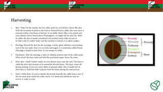 Harvesting
1. Skin / Pulp: On the outside, the two coffee seeds are covered by a cherry-like skin.
With the exception of dried-in-the-fruit or Natural Process coffee, this outer layer is
removed within a few hours of harvest. In an edible cherry (like a nice plumb and
sweet Rainier cherry from Eastern Washington), we might call this skin the “flesh”.
In coffee, the skin is mostly considered a by-product (some make tea out of
it).That’s why it’s called “pulp” and the machine to remove it is called a pulper.
2. Mucilage: Beyond the skin lies the mucilage, a sticky, gluey substance surrounding
each of the two seeds. Since it is so sticky and sugary, it is sometimes called Honey.
(Mucilage is found in most fruit. It’s not unique to coffee)
3. Parchment: After the mucilage, a layer of cellulose protects each of the coffee seeds.
When dried, this layer looks and feels like parchment paper, hence the name.
4. Silver skin / Chaff: Further inside, an even thinner layer coats the seed. This layer is
called the silver skin because of its somewhat silverish sheen. This layer comes off
during roasting. If you ever notice flakes in ground coffee, that is usually bits of
silver skin or chaff that didn’t separate from the beans during the roast process.
5. Seed / Coffee Bean: As you’ve already discovered, basically the coffee bean is one of
the two seeds from inside the coffee cherry. It is dried and infertile by time we
receive it, ready to roast.
 