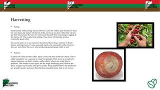 Harvesting
• Picking
Hand/manual coffee picking requires laborers to pick the coffees, quite literally, by hand.
On some farms, the pickers will harvest all the cherries at one time. Often they will just
put their hand around the base of a branch and then pull their hand along it, tugging all
the cherries off. This is called strip picking. These farms will typically produce
commodity-grade coffee.
The second option is to use machines. Mechanized harvesting is common in Brazil,
Hawaii, and large farms. It’s also associated mainly with commodity coffee. However,
there are some farms that use it when producing specialty-grade coffee as well.
• Peaberry
In about 5% of the world's coffee, there is only one bean inside the cherry. This is
called a peaberry (or a caracol, or "snail" in Spanish). They occur as a result of a
natural mutation, or defect, inside a coffee cherry, where one ovule fails to
pollinate. This results in extra space for the single developing seed. Within this
space, a larger and rounder seed grows inside. Some people believe that peaberries
are actually sweeter and more flavorful than standard beans, that is not correct.
 