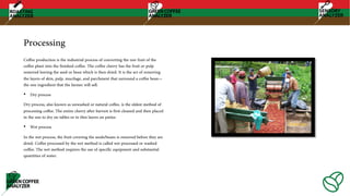 Processing
Coffee production is the industrial process of converting the raw fruit of the
coffee plant into the finished coffee. The coffee cherry has the fruit or pulp
removed leaving the seed or bean which is then dried. It is the act of removing
the layers of skin, pulp, mucilage, and parchment that surround a coffee bean—
the raw ingredient that the farmer will sell.
• Dry process
Dry process, also known as unwashed or natural coffee, is the oldest method of
processing coffee. The entire cherry after harvest is first cleaned and then placed
in the sun to dry on tables or in thin layers on patios
• Wet process
In the wet process, the fruit covering the seeds/beans is removed before they are
dried. Coffee processed by the wet method is called wet processed or washed
coffee. The wet method requires the use of specific equipment and substantial
quantities of water.
 