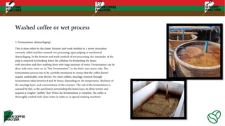 3. Fermentation (demucilaging)
This is done either by the classic ferment-and-wash method or a newer procedure
variously called machine-assisted wet processing, aqua pulping or mechanical
demucilaging, In the ferment-and-wash method of wet processing, the remainder of the
pulp is removed by breaking down the cellulose by fermenting the beans
with microbes and then washing them with large amounts of water. Fermentation can be
done with extra water or, in "Dry Fermentation", in the fruit's own juices only. The
fermentation process has to be carefully monitored to ensure that the coffee doesn't
acquire undesirable, sour flavors. For most coffees, mucilage removal through
fermentation takes between 8 and 36 hours, depending on the temperature, thickness of
the mucilage layer, and concentration of the enzymes. The end of the fermentation is
assessed by feel, as the parchment surrounding the beans loses its slimy texture and
acquires a rougher "pebbly" feel. When the fermentation is complete, the coffee is
thoroughly washed with clean water in tanks or in special washing machines
Washed coffee or wet process
 