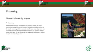 Processing
• Winnowing
The harvested cherries are usually sorted and cleaned, to separate the unripe,
overripe and damaged cherries and to remove dirt, soil, twigs and leaves. This can
be done by winnowing, which is commonly done by hand, using a large sieve. Any
unwanted cherries or other material not winnowed away can be picked out from
the top of the sieve. The ripe cherries can also be separated by flotation in washing
channels close to the drying areas.
Natural coffee or dry process
 