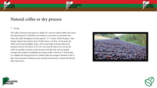 Natural coffee or dry process
• Drying
The coffee is spread on the patio to a depth of 2-3cm for washed coffees and 5-6cm
for natural process. To facilitate even drying it is necessary to constantly turn
(rake) the coffee throughout the day (approx. 15-17 times). Initial drying or “skin
drying” reduces the moisture from 55-60% down to 20-25%. At this point the
coffee can be layered slightly deeper. The second stage of drying reduces the
moisture from 20-25% down to 10-12%. Care must be taken as to not dry the
coffee too quickly or slowly as each situation will affect the end cup quality.
Average time needed to completely dry natural coffee is between 15 and 20 days.
To complete the drying process for washed coffee the average is between 8 and 12
days. Environmental conditions, patio material and attention to detail will directly
affect the process.
 
