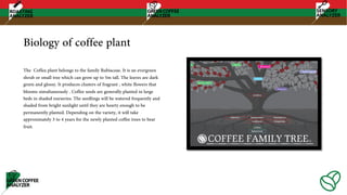 Biology of coffee plant
The Coffea plant belongs to the family Rubiaceae. It is an evergreen
shrub or small tree which can grow up to 5m tall. The leaves are dark
green and glossy. It produces clusters of fragrant , white flowers that
blooms simultaneously . Coffee seeds are generally planted in large
beds in shaded nurseries. The seedlings will be watered frequently and
shaded from bright sunlight until they are hearty enough to be
permanently planted. Depending on the variety, it will take
approximately 3 to 4 years for the newly planted coffee trees to bear
fruit.
 