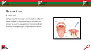 Humans Senses
• Gustation (Taste)
The process known as gustation is how we taste coffee through our tongue’s taste
buds. When we taste, we simultaneously detect four basic tastes: sweet, salt, sour
and bitter. These tastes will all be present in coffee, each to a greater or lesser
extent, and they also have the ability to interact with one another through taste
modulation. For instance, a taste that features a salt component can reduce the
perception of bitterness and increase the perception of sweetness. That’s why
tomatoes seem sweeter when we add a touch of salt to them.
 
