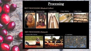 the process of extracting the
soluble material in roasted and
ground coffee. As this coffee is
brewed in hot water, hundre...