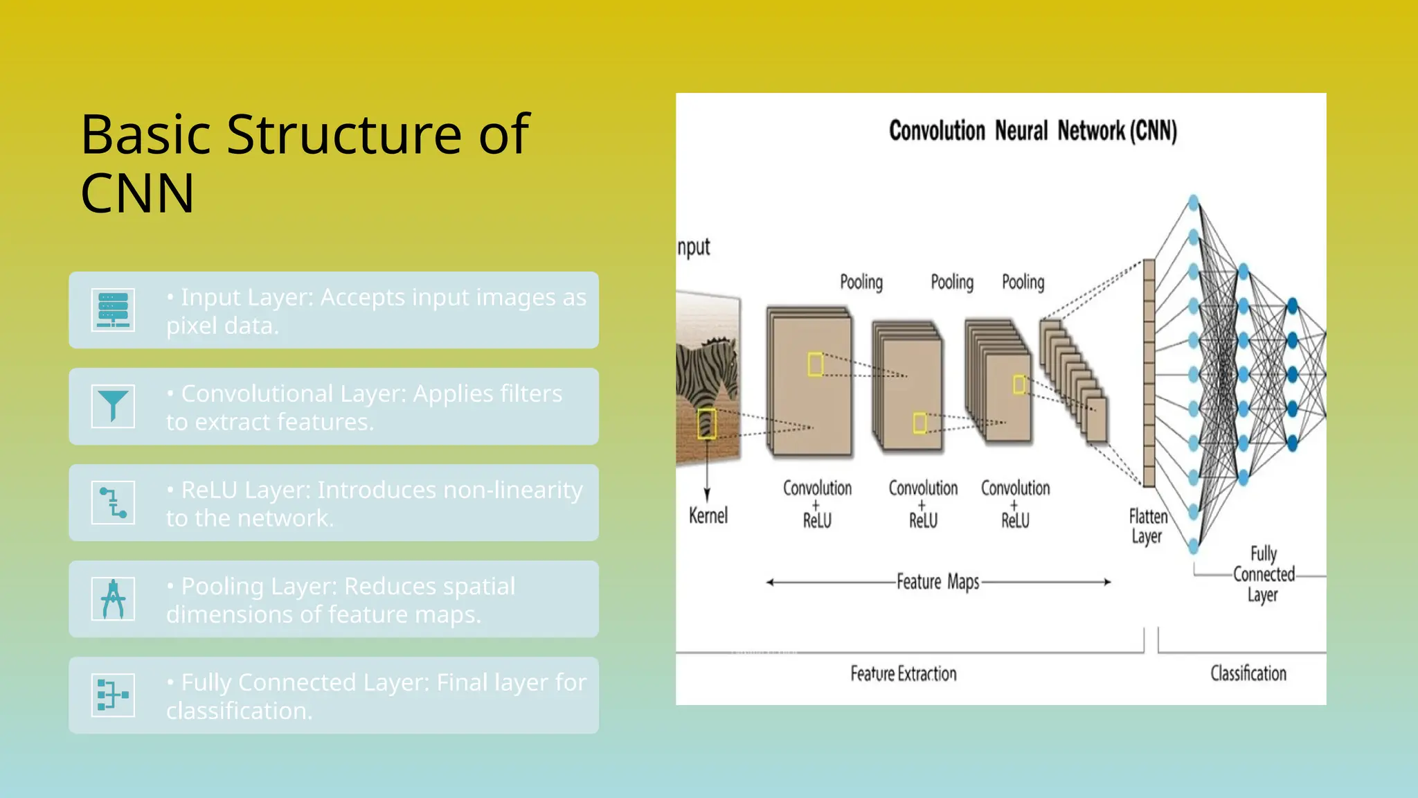 Basic Structure of CNN • Input Layer: Accepts input images as pixel data. • Convolutional Layer: Applies filters to extract features. • ReLU Layer: Introduces non-linearity to the network. • Pooling Layer: Reduces spatial dimensions of feature maps. • Fully Connected Layer: Final layer for classification. 