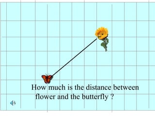 How much is the distance between
flower and the butterfly ?

 