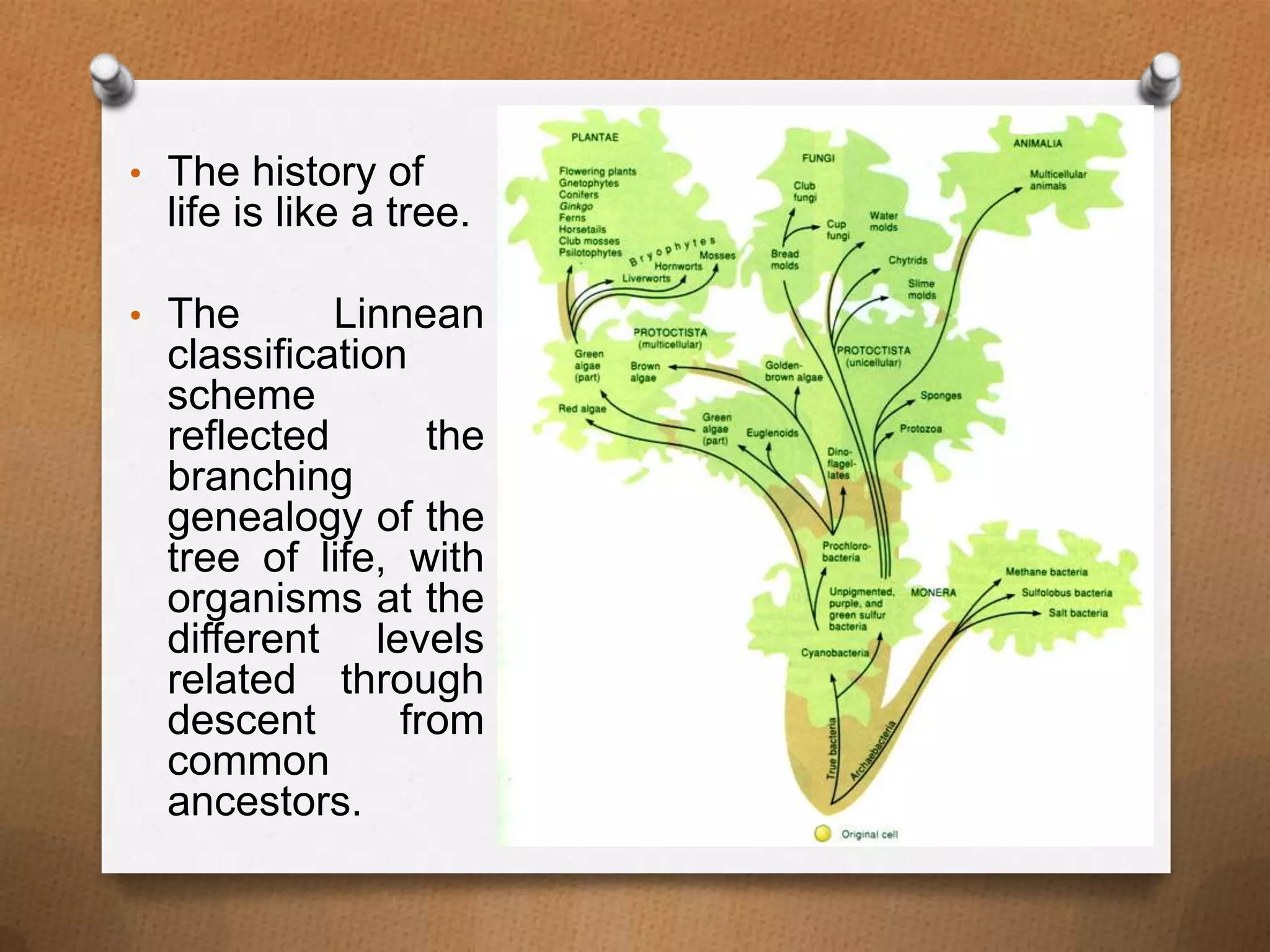 • The history of

life is like a tree.
• The

Linnean
classification
scheme
reflected
the
branching
genealogy of the
tree of life, with
organisms at the
different levels
related through
descent
from
common
ancestors.

 