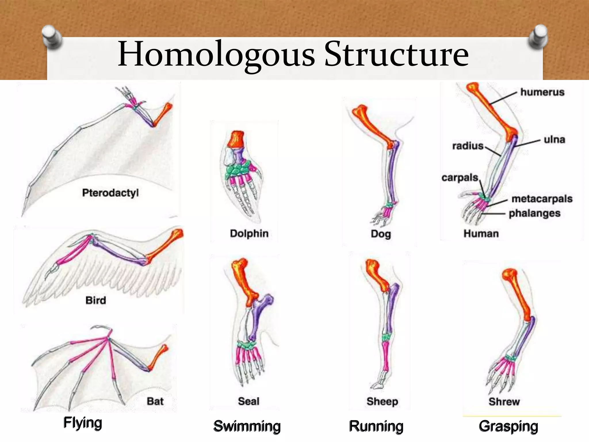 Homologous Structure

Flying

Swimming

Running

Grasping

 