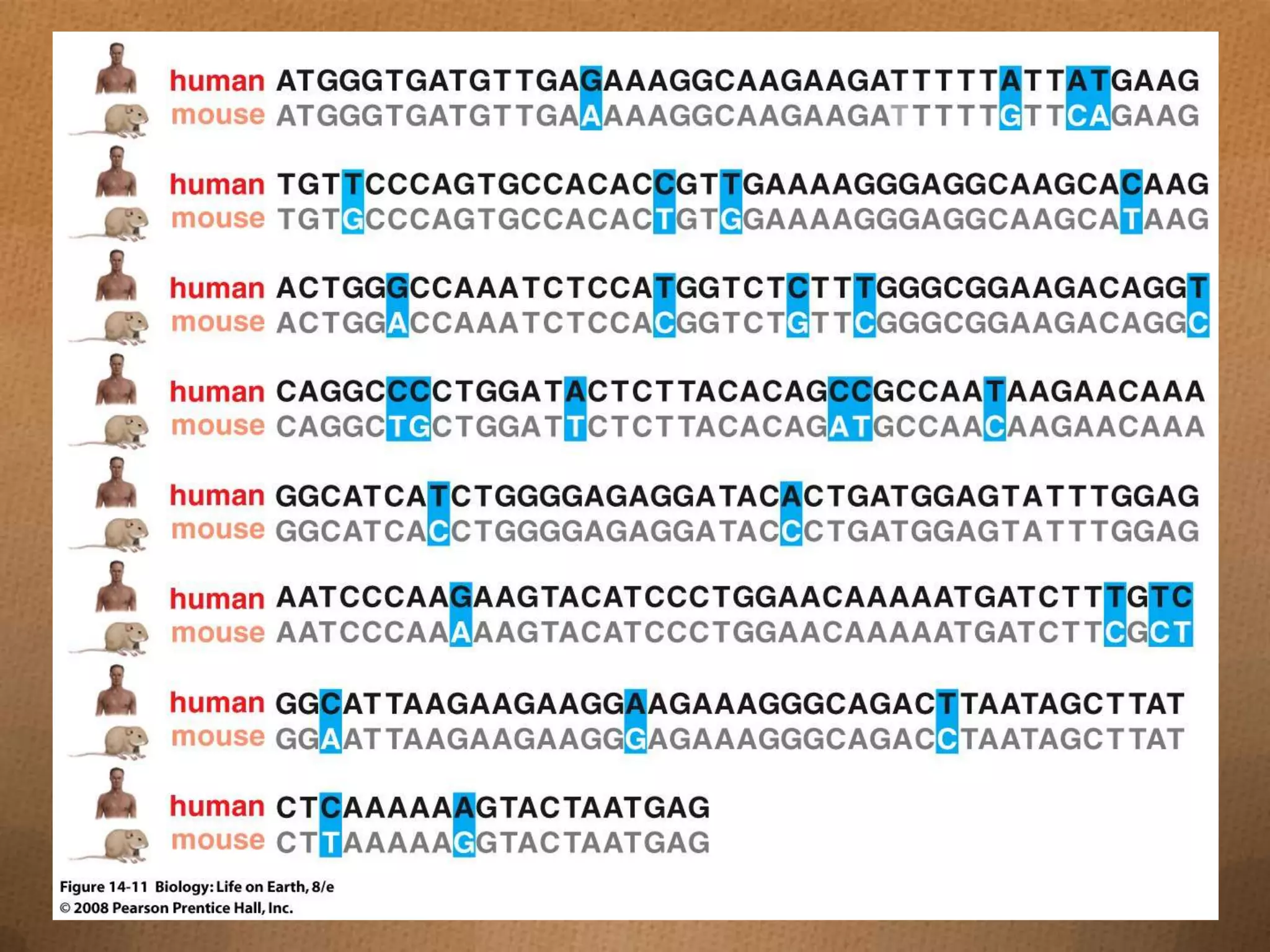Introduction to darwinian evolution