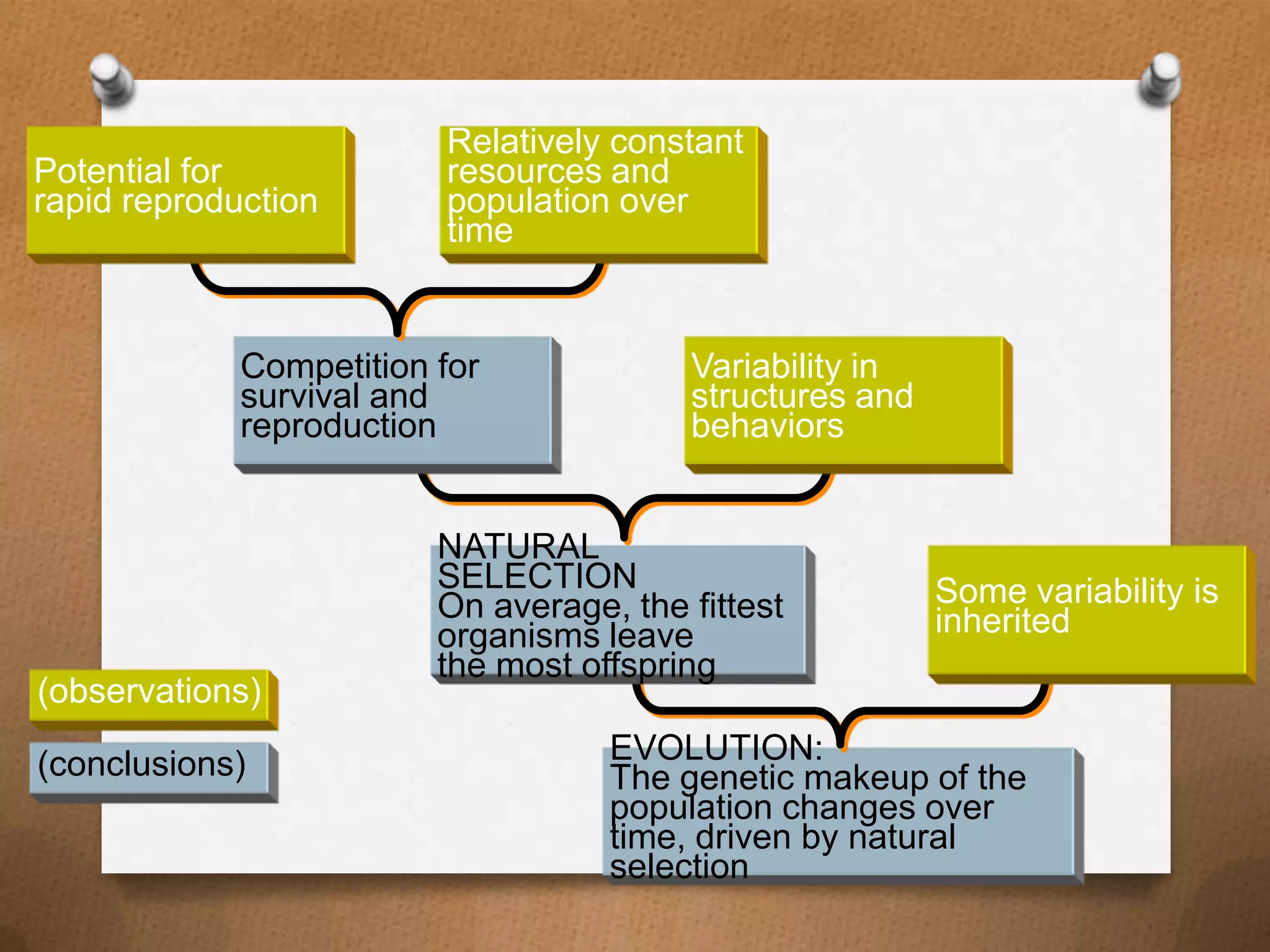 Potential for
rapid reproduction

Relatively constant
resources and
population over
time

Competition for
survival and
reproduction

(observations)
(conclusions)

Variability in
structures and
behaviors

NATURAL
SELECTION
On average, the fittest
organisms leave
the most offspring

Some variability is
inherited

EVOLUTION:
The genetic makeup of the
population changes over
time, driven by natural
selection

 