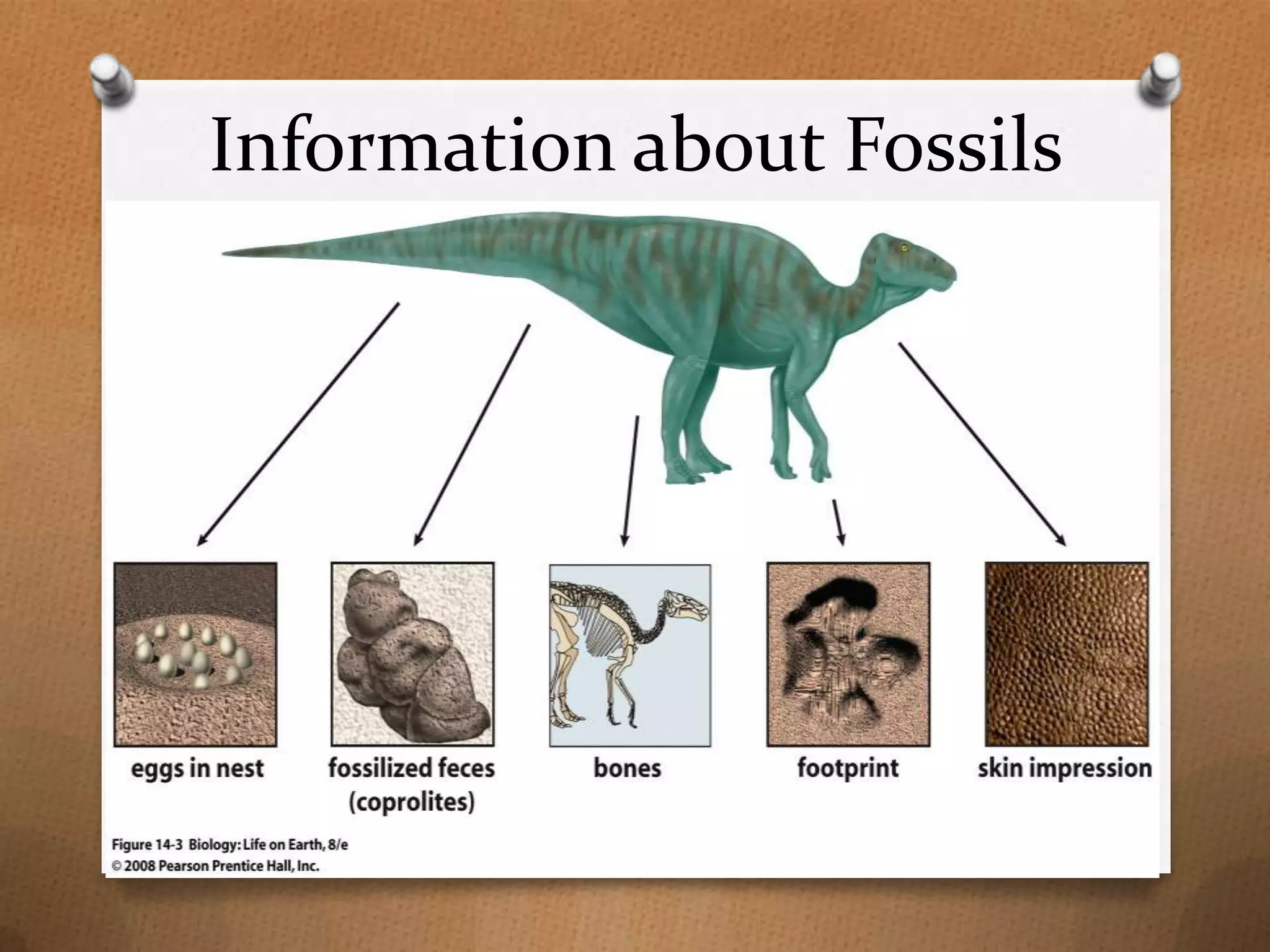 Information about Fossils

 