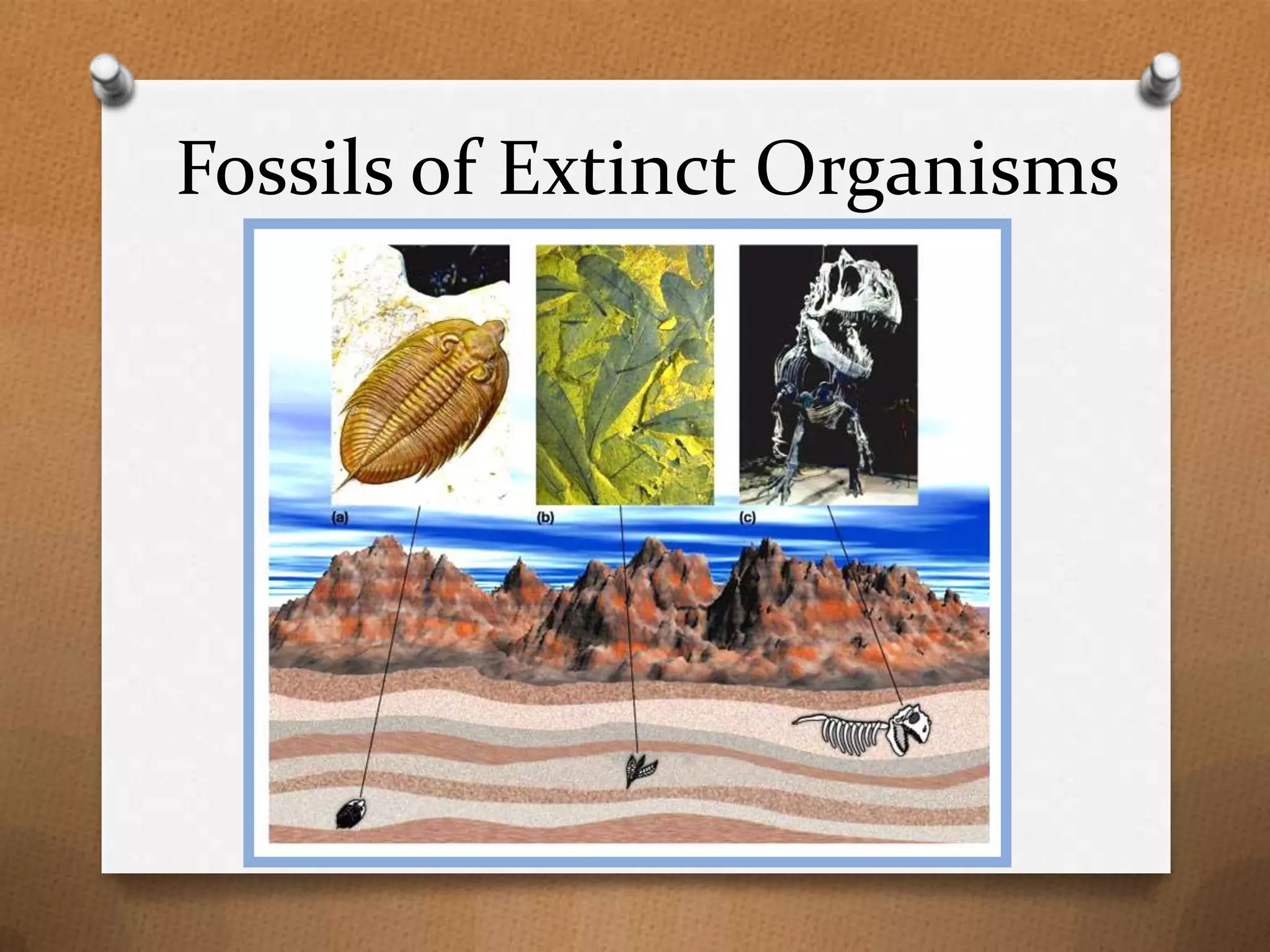 Fossils of Extinct Organisms

 