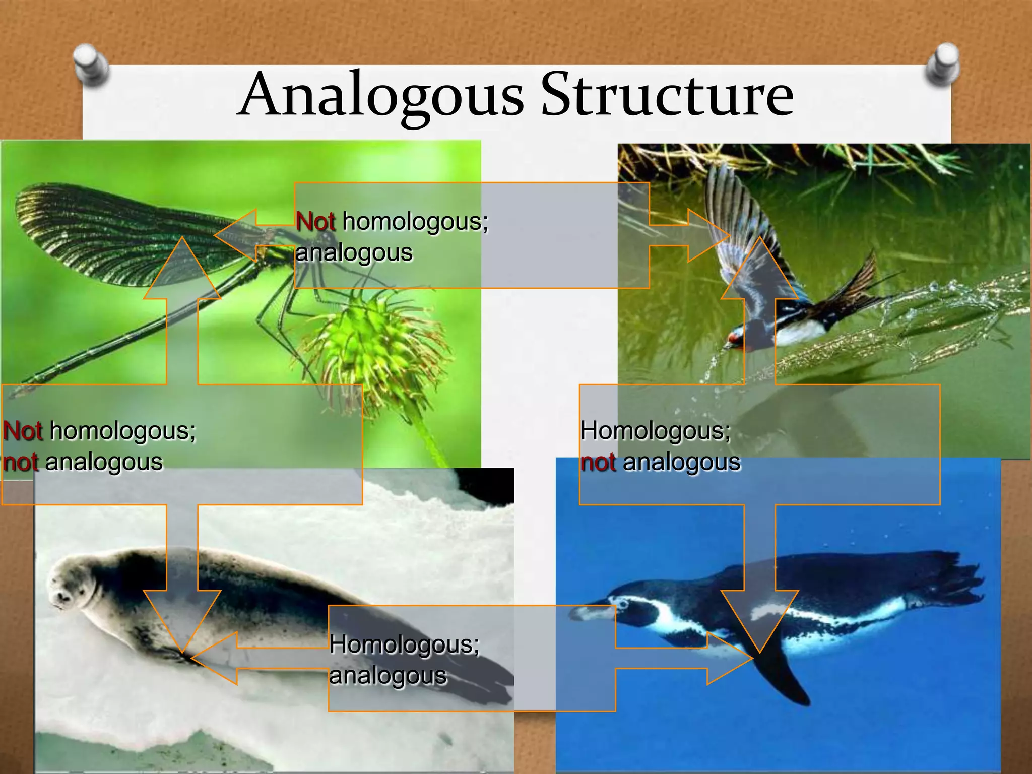 Analogous Structure
Not homologous;
analogous

Not homologous;
not analogous

Homologous;
not analogous

Homologous;
analogous

 