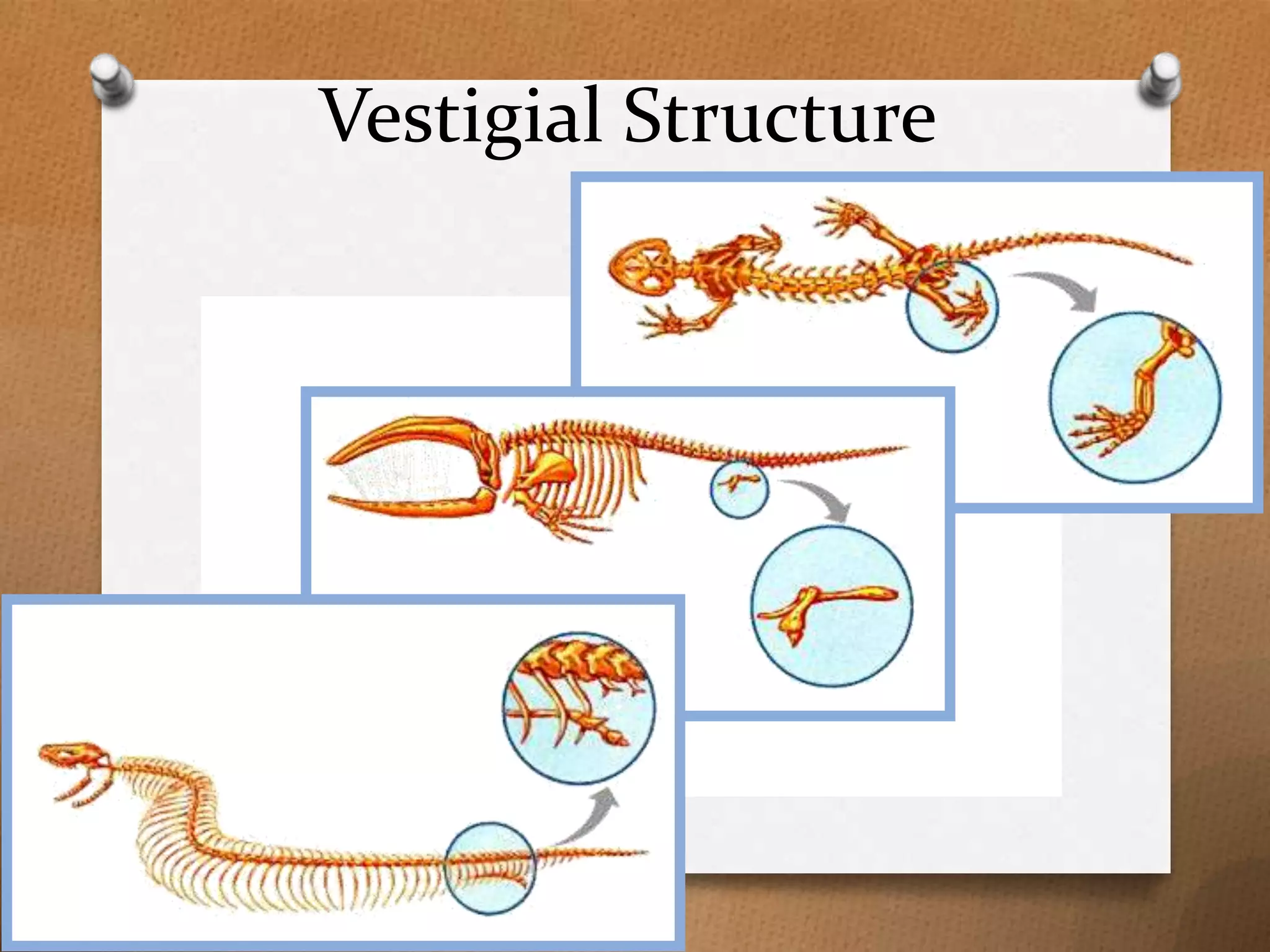 Vestigial Structure

 