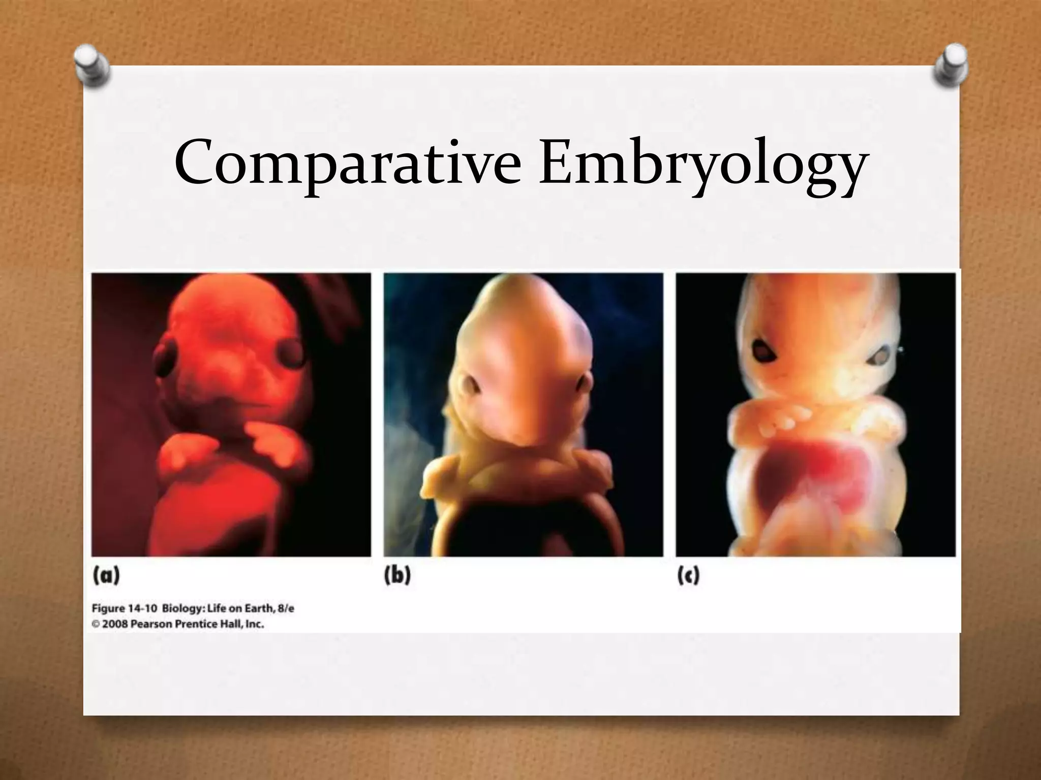 Comparative Embryology

 