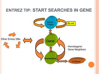 ENTREZ TIP: START SEARCHES IN GENE
Other Entrez DBs
HomoloGene
Entrez
Protein
Gene
UniGene
BLink
Homologene:
Gene Neighbors
 
