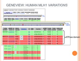 GENEVIEW: HUMAN MLH1 VARIATIONS
ATPase domain
 