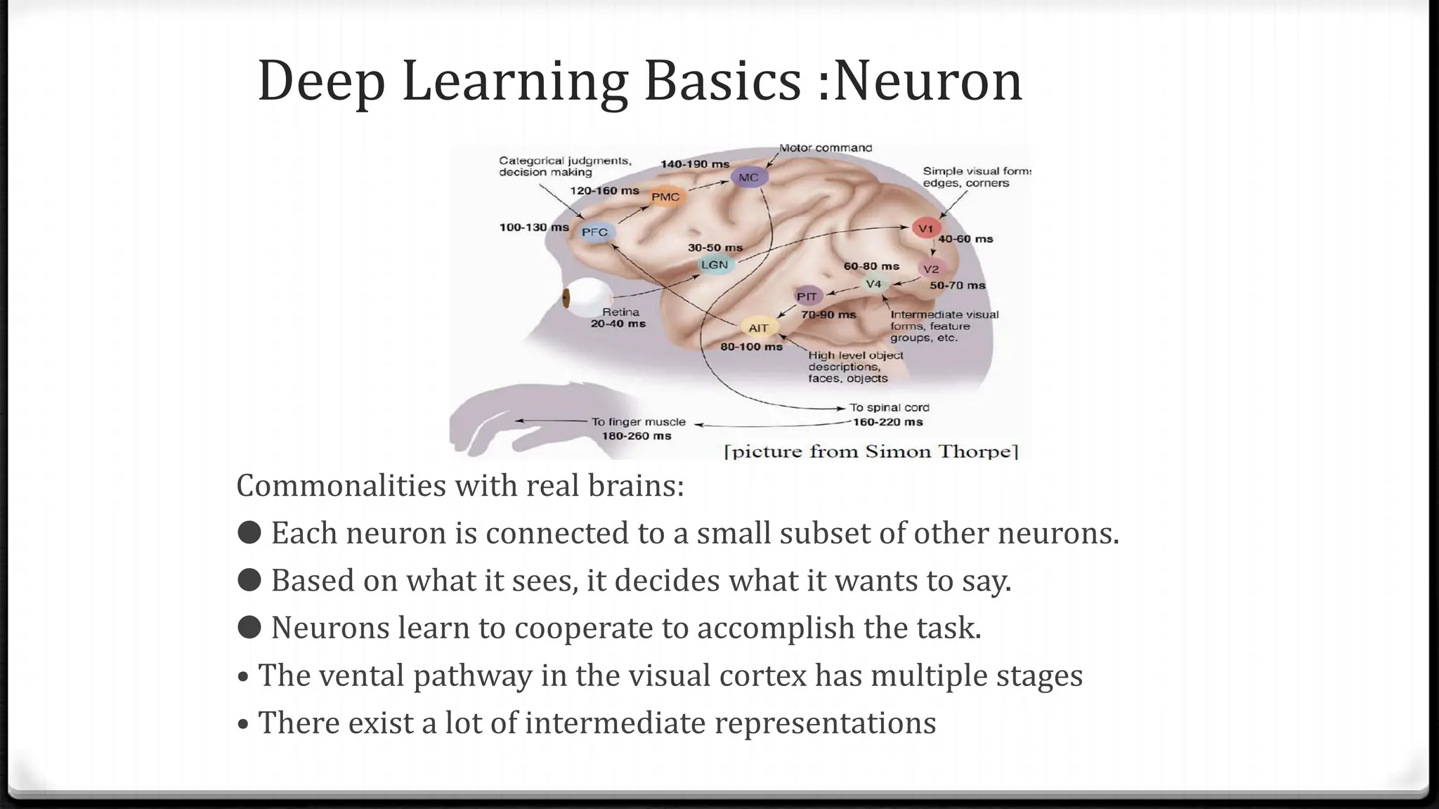 Commonalities with real brains:
● Each neuron is connected to a small subset of other neurons.
● Based on what it sees, it decides what it wants to say.
● Neurons learn to cooperate to accomplish the task.
• The vental pathway in the visual cortex has multiple stages
• There exist a lot of intermediate representations
Deep Learning Basics :Neuron
 