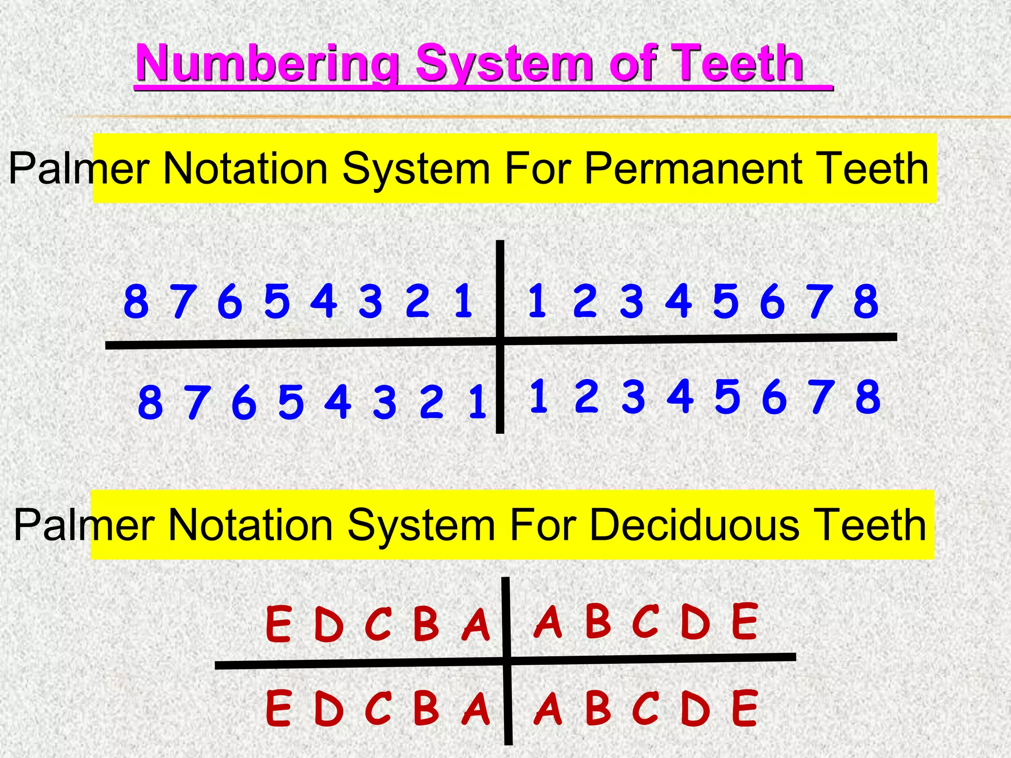 1 2 3 4 5 6 7 88 7 6 5 4 3 2 1
1 2 3 4 5 6 7 8
Palmer Notation System For Permanent Teeth
E D C B A A B C D E
Palmer Notation System For Deciduous Teeth
E D C B A A B C D E
Numbering System of Teeth
8 7 6 5 4 3 2 1
 