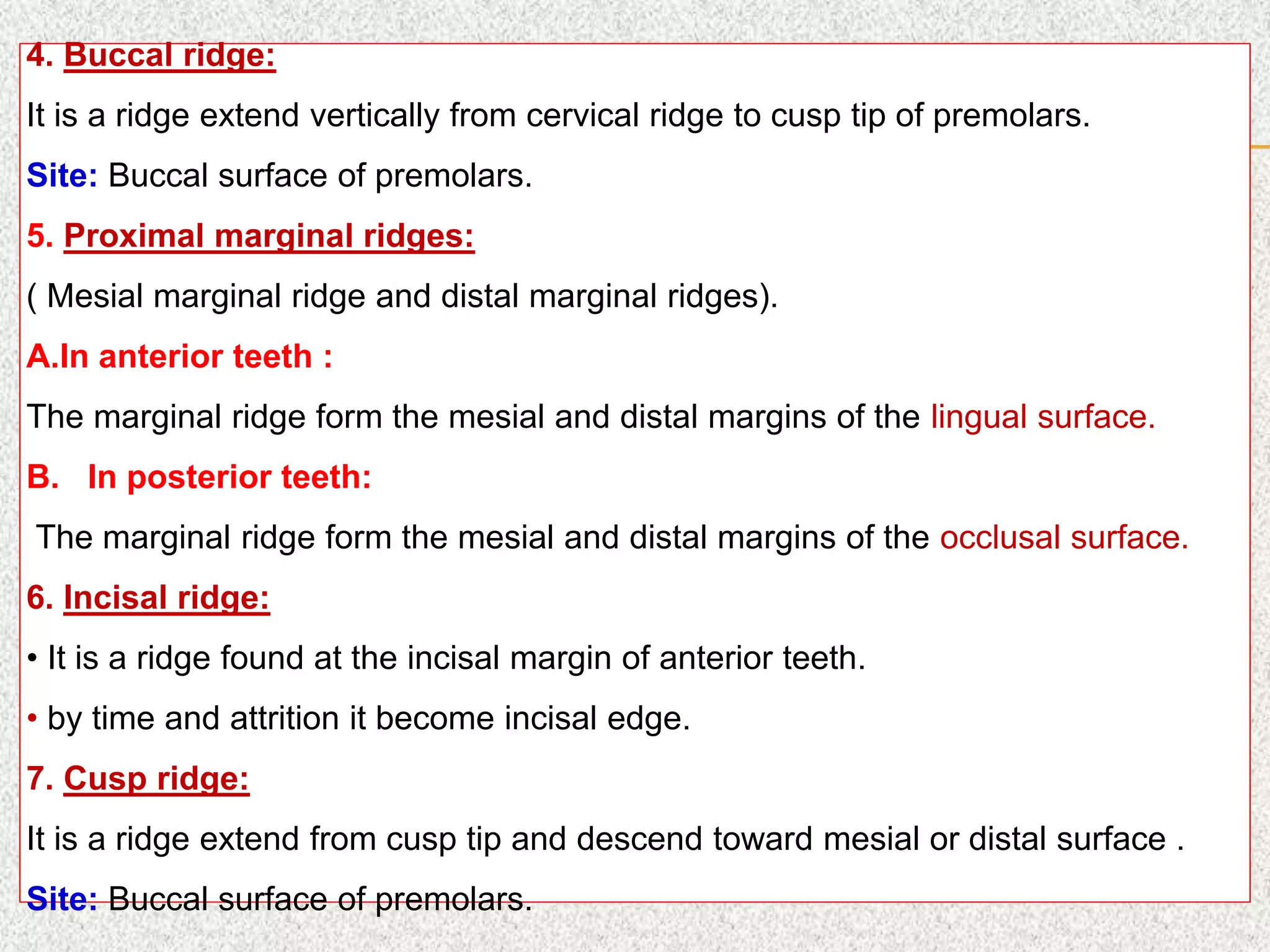 4. Buccal ridge:
It is a ridge extend vertically from cervical ridge to cusp tip of premolars.
Site: Buccal surface of premolars.
5. Proximal marginal ridges:
( Mesial marginal ridge and distal marginal ridges).
A.In anterior teeth :
The marginal ridge form the mesial and distal margins of the lingual surface.
B. In posterior teeth:
The marginal ridge form the mesial and distal margins of the occlusal surface.
6. Incisal ridge:
• It is a ridge found at the incisal margin of anterior teeth.
• by time and attrition it become incisal edge.
7. Cusp ridge:
It is a ridge extend from cusp tip and descend toward mesial or distal surface .
Site: Buccal surface of premolars.
 