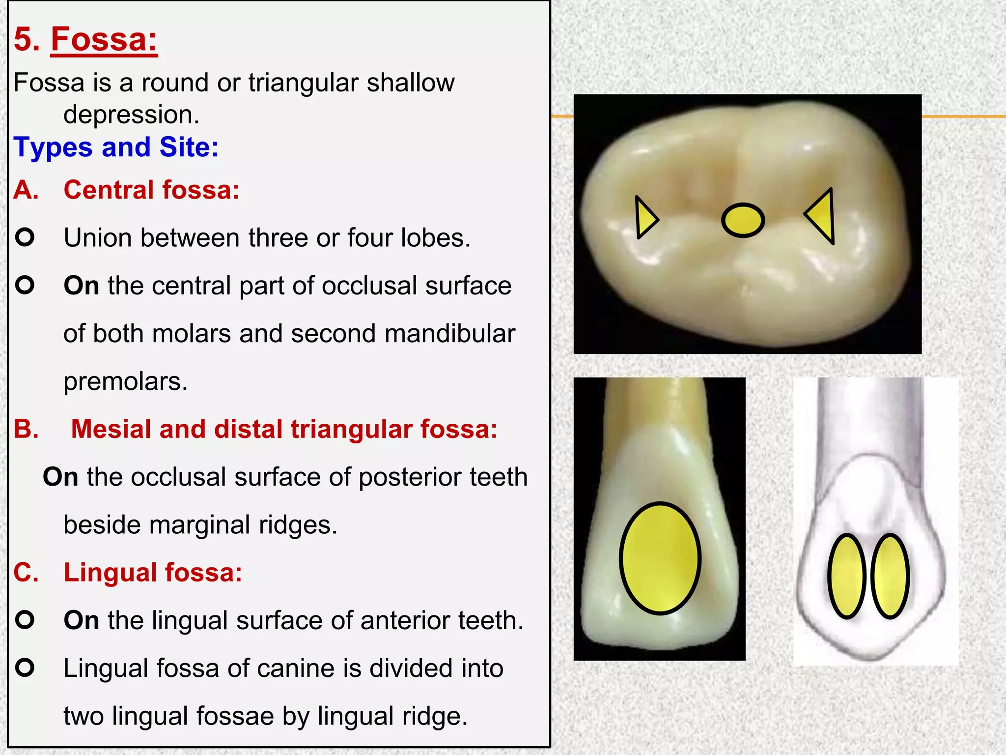 5. Fossa:
Fossa is a round or triangular shallow
depression.
Types and Site:
A. Central fossa:
 Union between three or four lobes.
 On the central part of occlusal surface
of both molars and second mandibular
premolars.
B. Mesial and distal triangular fossa:
On the occlusal surface of posterior teeth
beside marginal ridges.
C. Lingual fossa:
 On the lingual surface of anterior teeth.
 Lingual fossa of canine is divided into
two lingual fossae by lingual ridge.
 