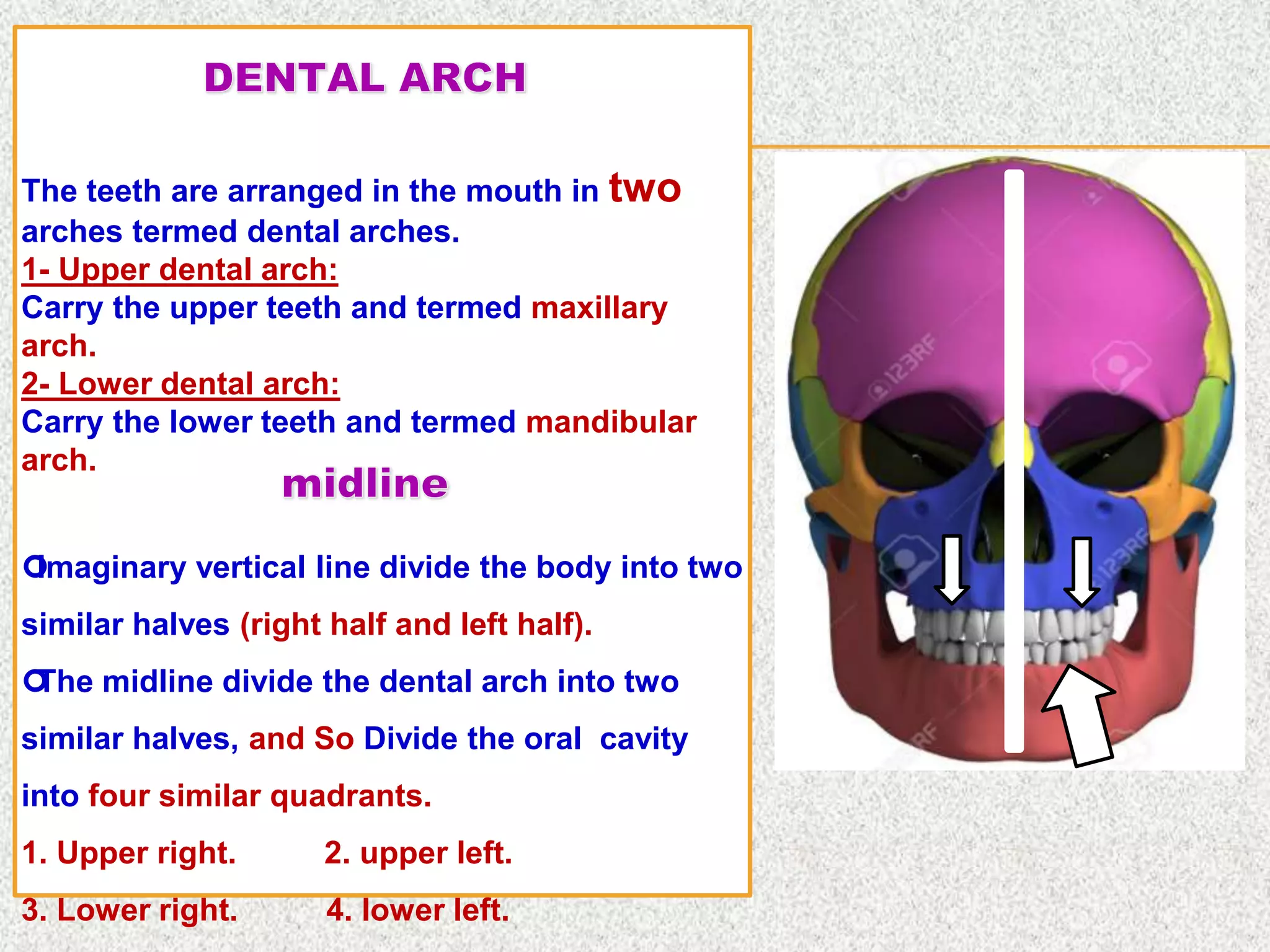 The teeth are arranged in the mouth in two
arches termed dental arches.
1- Upper dental arch:
Carry the upper teeth and termed maxillary
arch.
2- Lower dental arch:
Carry the lower teeth and termed mandibular
arch.
Imaginary vertical line divide the body into two
similar halves (right half and left half).
The midline divide the dental arch into two
similar halves, and So Divide the oral cavity
into four similar quadrants.
1. Upper right. 2. upper left.
3. Lower right. 4. lower left.
 