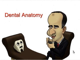 Dental Anatomy
 