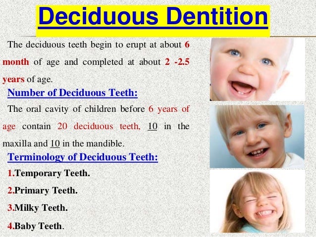 Introduction to dental anatomy