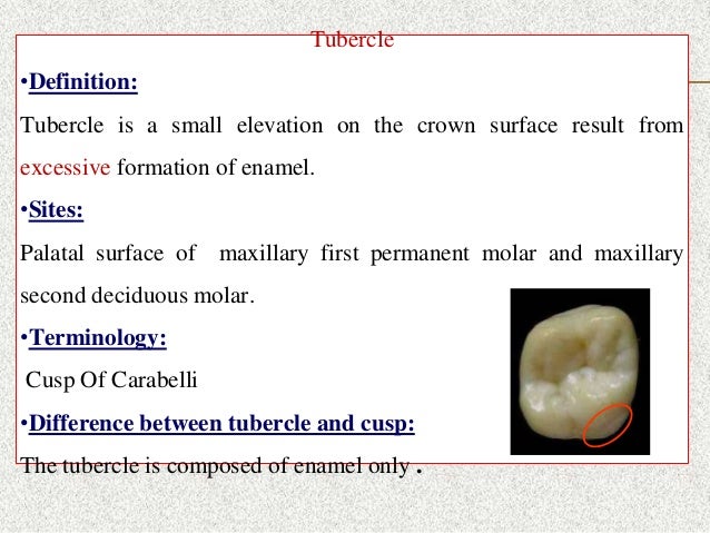 Introduction To Dental Anatomy