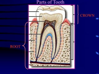 Introduction to Dental Anatomy.ppt