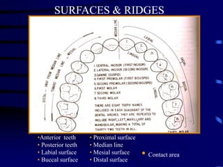 Introduction to Dental Anatomy.ppt