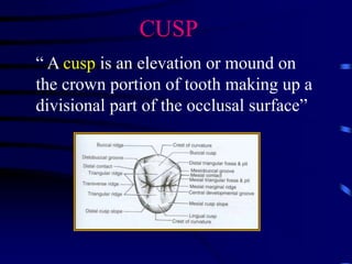 Introduction to Dental Anatomy.ppt