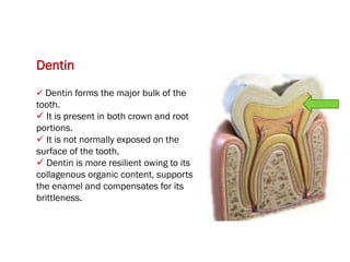 Introduction to dental anatomy_221109_222300.pdf