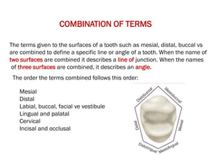 Defleone Tooth Introduction to dental anatomy_221109_222300.pdf