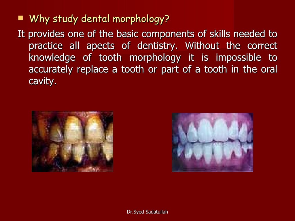 Introduction to dental morphology