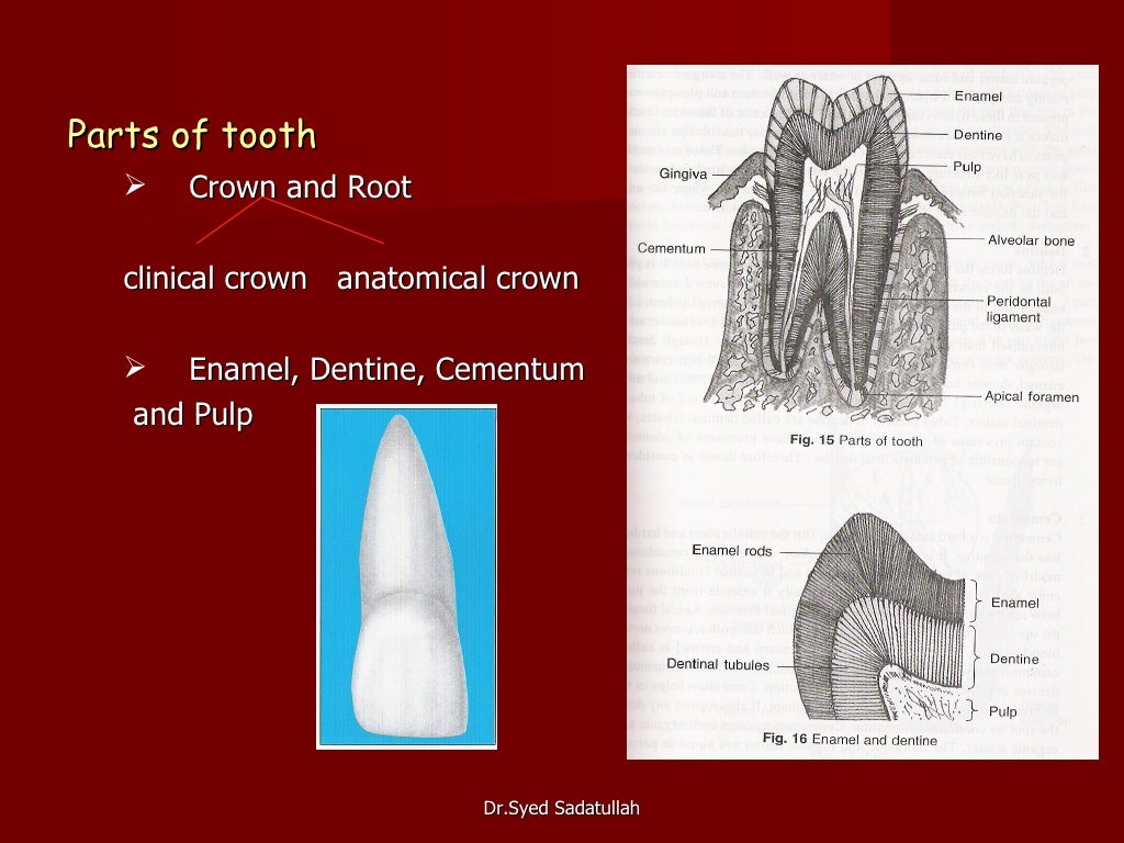 Introduction to dental morphology