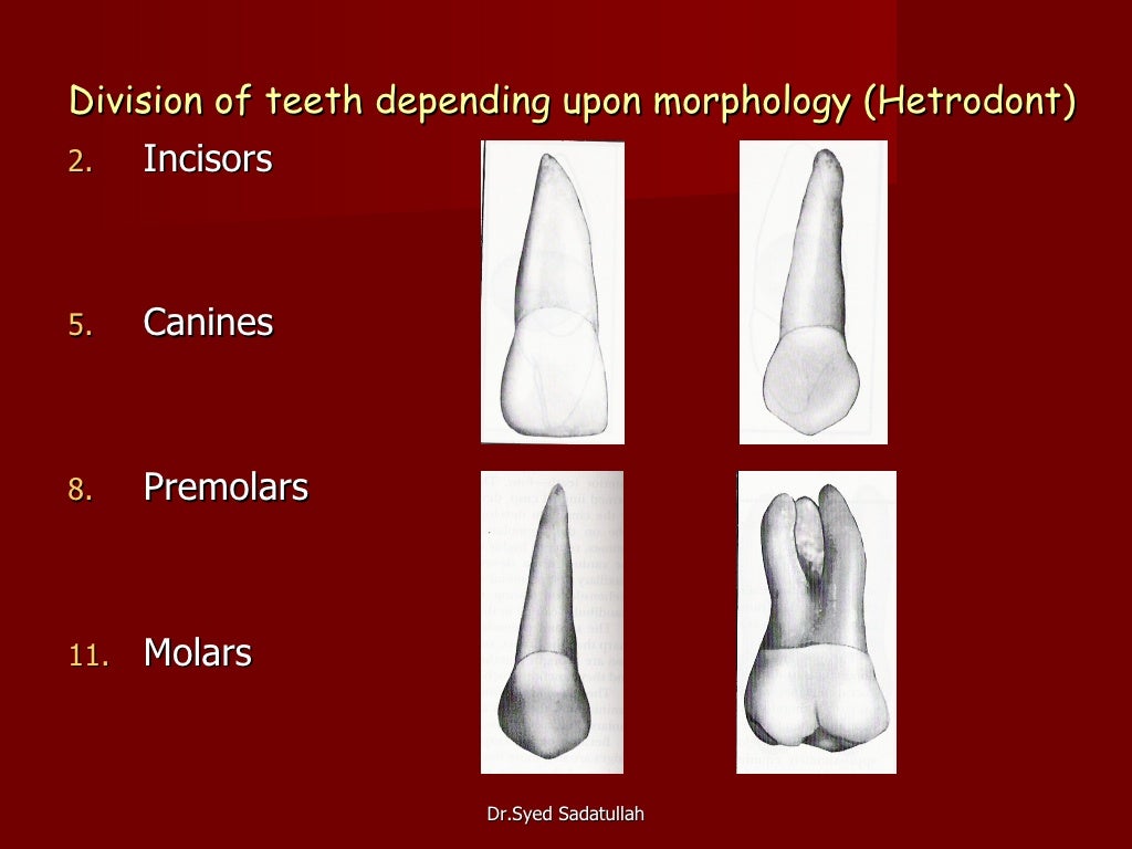 Introduction to dental morphology