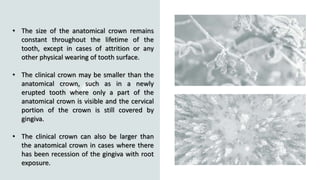 Introduction to Dental Morphology.pptx