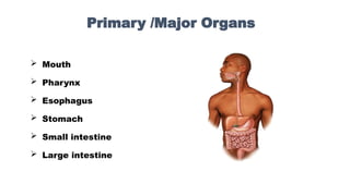 Primary /Major Organs
 Mouth
 Pharynx
 Esophagus
 Stomach
 Small intestine
 Large intestine
 