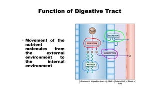 • Movement of the
nutrient
molecules from
the external
environment to
the internal
environment
Function of Digestive Tract
 