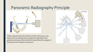 Panoramic Radiography Principle
These 2 figures show the direction of the continuous x-ray
beam from its starting point (usually the right side of the
patient) and moves from behind his head while the receptor is
facing him till it reaches its end point
 