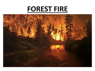 FOREST FIRE
 