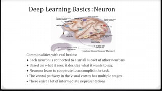 Commonalities with real brains:
● Each neuron is connected to a small subset of other neurons.
● Based on what it sees, it decides what it wants to say.
● Neurons learn to cooperate to accomplish the task.
• The vental pathway in the visual cortex has multiple stages
• There exist a lot of intermediate representations
Deep Learning Basics :Neuron
 