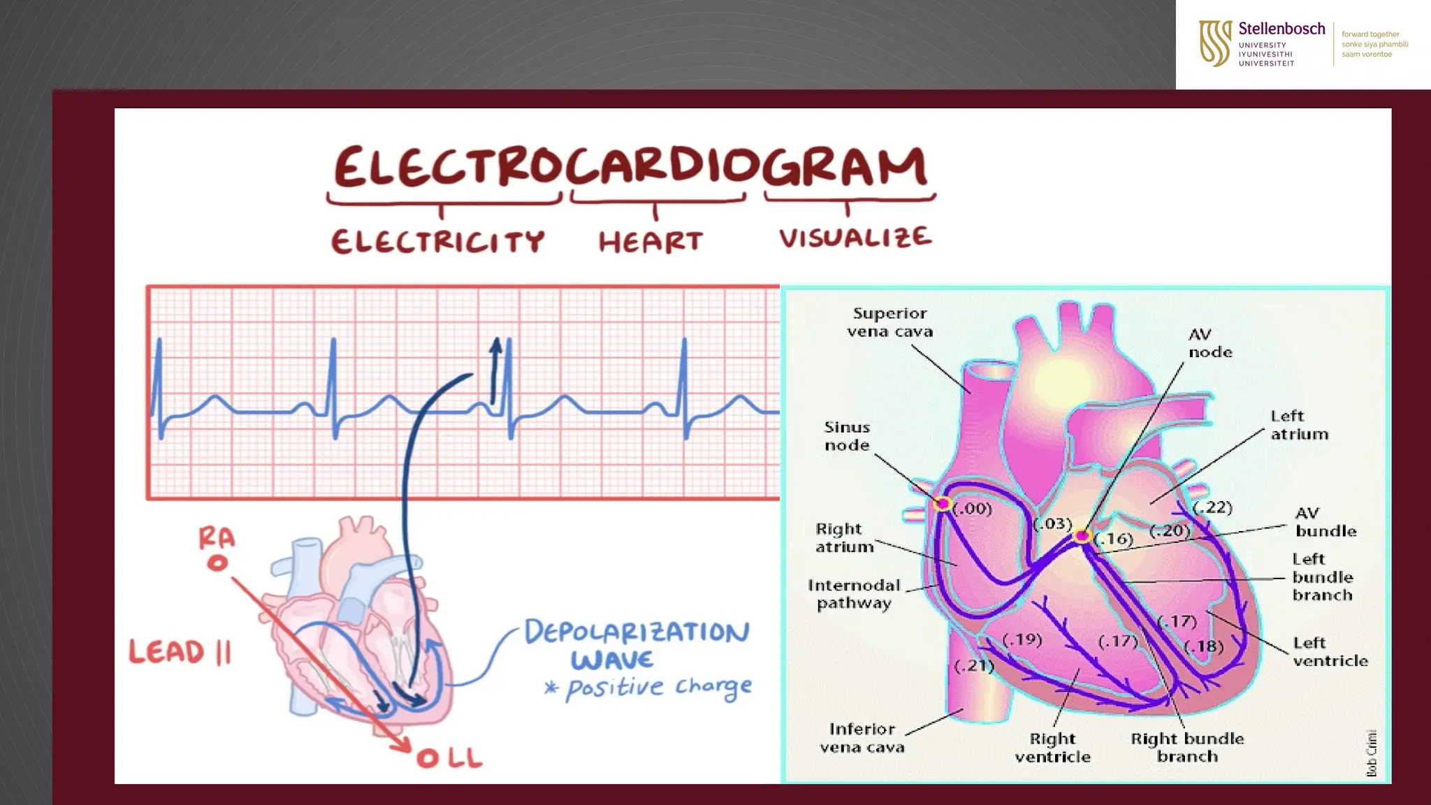 INTRODUCTION TO ECG (ELECTROCARDIOGRAM) EKG | PPTX