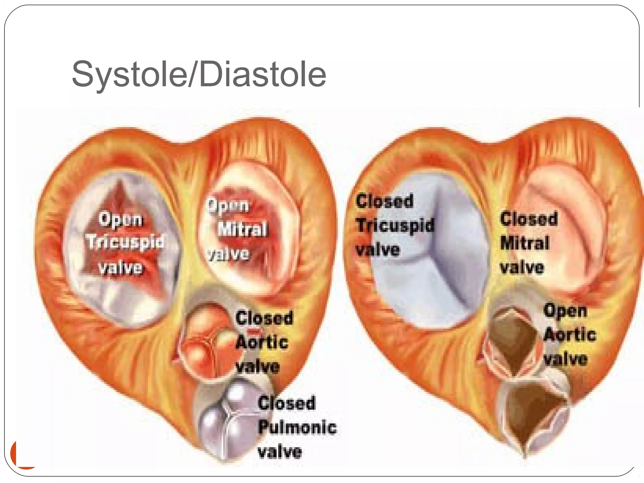 Systole/Diastole 
19 
 