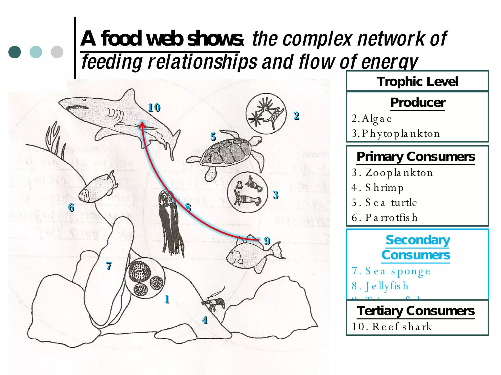 A food web shows :  the complex network of feeding relationships and flow of energy Trophic Level Producer Algae  Phytoplankton 1 2 3 Primary Consumers   3. Zooplankton 4. Shrimp 5. Sea turtle 6. Parrotfish  7 4 5 6 9 8 10 Secondary Consumers   7. Sea sponge 8. Jellyfish  9. Triggerfish Tertiary Consumers   10. Reef shark 